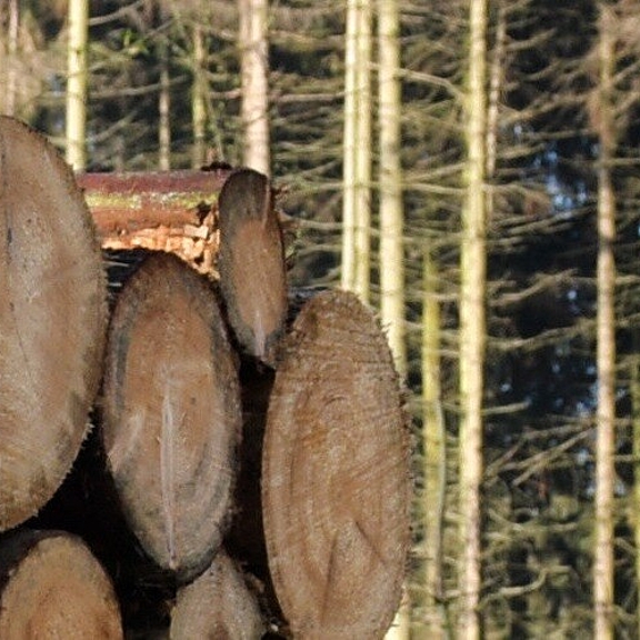 Forest logs
